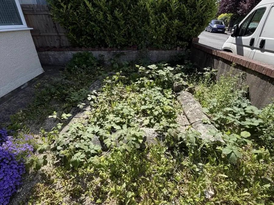 The same front garden before clearance, overgrown with brambles and weeds