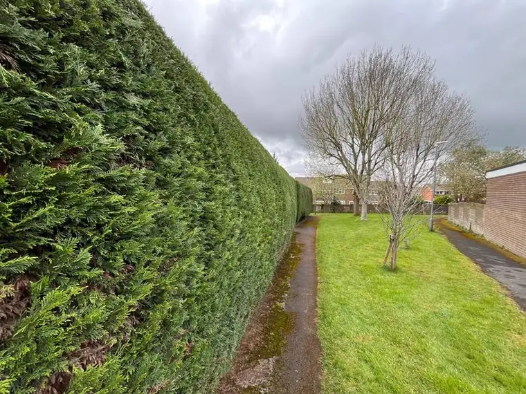 Long conifer hedge trimmed straight and tidy beside a path