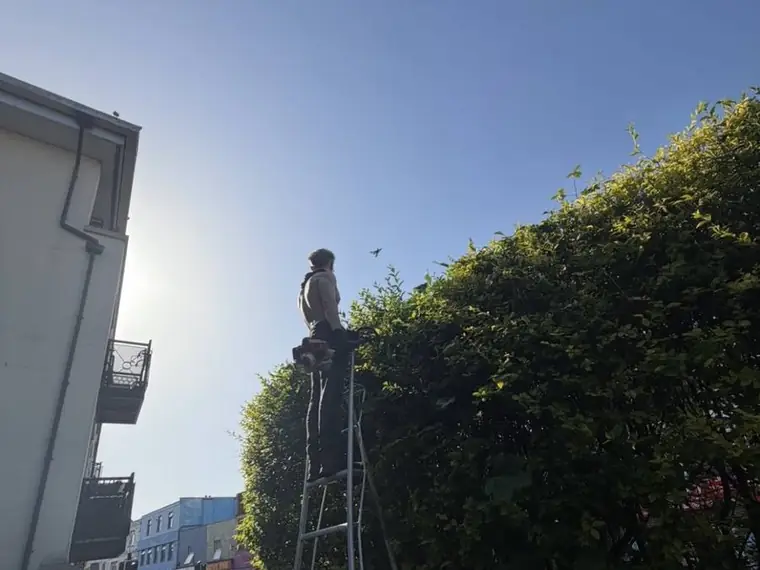 Hedge cutting from a tripod ladder on a tall hedge in Bristol